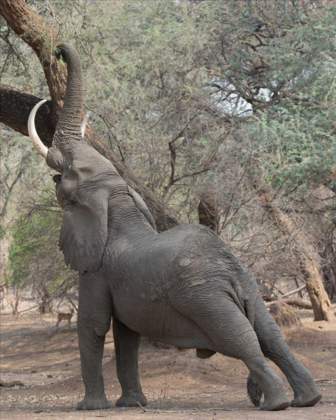 Picture of REACHING ELEPHANT - MANA POOLS ZIMBABWE