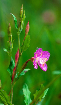 Picture of SPRING FLOWER