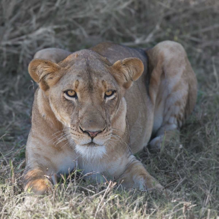 Picture of LIONESS