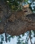 Picture of LEOPARD TERRITORY