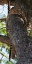 Picture of SLEEPING
