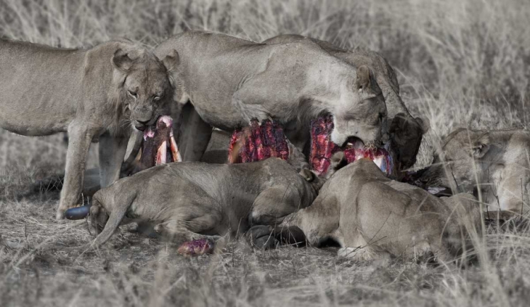 Picture of SOUTH LUANGWA LIONS