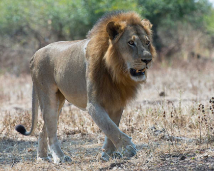 Picture of SOUTH LUANGWA LION