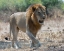 Picture of SOUTH LUANGWA LION