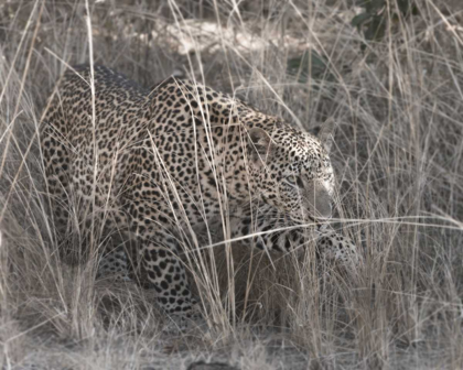 Picture of STALKING LEOPARD