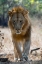 Picture of THE KING