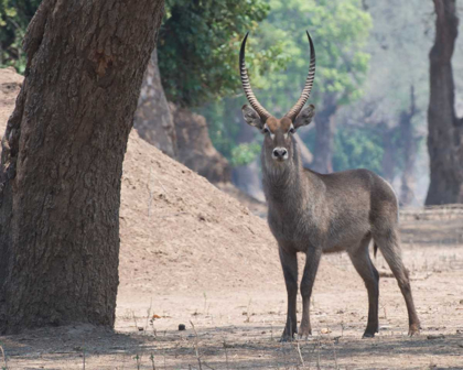 Picture of WATERBUCK