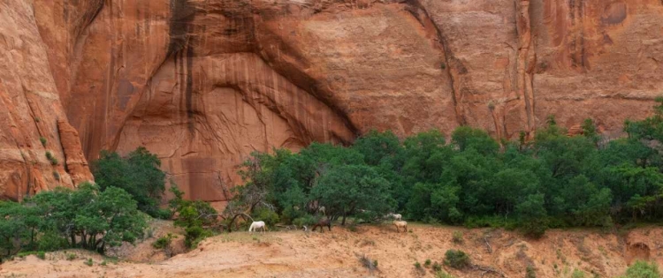 Picture of WILD HORSES AT KEET SEEL