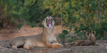 Picture of YAWNING LION - ZIMBABWE