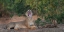 Picture of YAWNING LION - ZIMBABWE