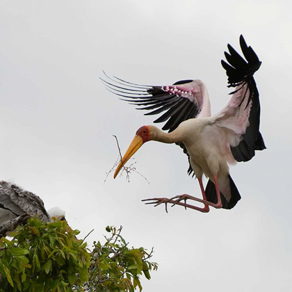 Picture of YELLOW BILLED STORK NEST BUILDING