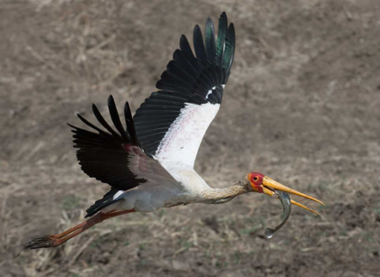 Picture of YELLOW BILLED STORK WITH DINNER