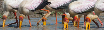 Picture of YELLOW BILLED STORKS FISHING