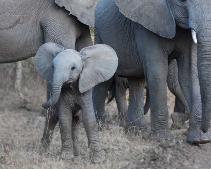 Picture of YOUNG ELEPHANT