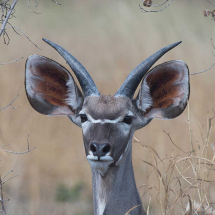 Picture of YOUNG KUDU