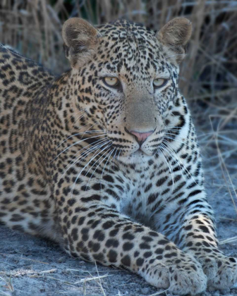 Picture of YOUNG LEOPARD 