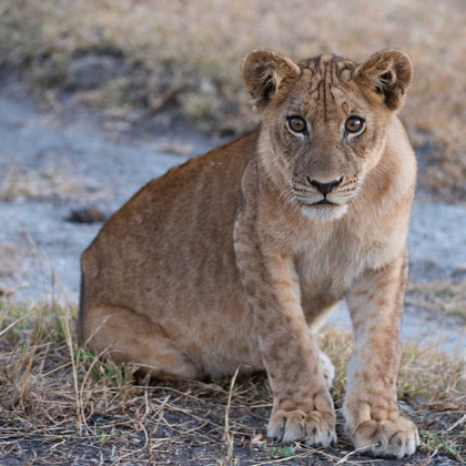 Picture of YOUNG LION - ZAMBIA