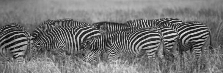 Picture of ZEBRA PATTERNS