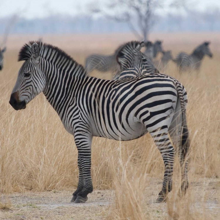 Picture of ZEBRAS AT A GLANCE