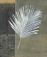 Picture of KENTIA