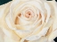 Picture of ELEGANZA