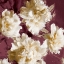 Picture of PEONIES I