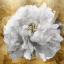 Picture of SOLO ON GOLD II