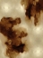 Picture of ENTICE IN BRONZE