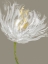 Picture of WHITE TULIPS I