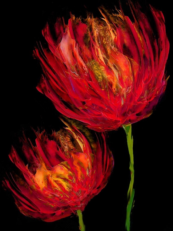 Picture of RED TULIPS II