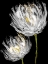 Picture of TULIPS ON BLACK II