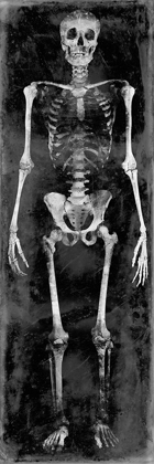 Picture of SKELETON II