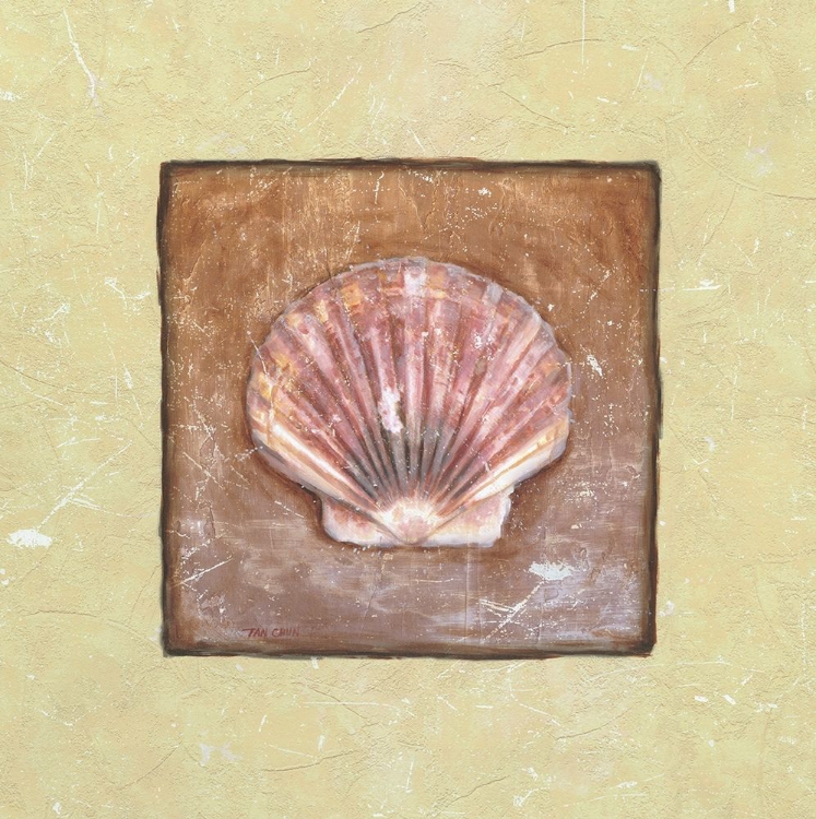 Picture of SEA SHELL
