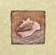 Picture of CONCH SHELL