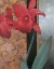 Picture of RED ORCHID TEAL DAMASQUE
