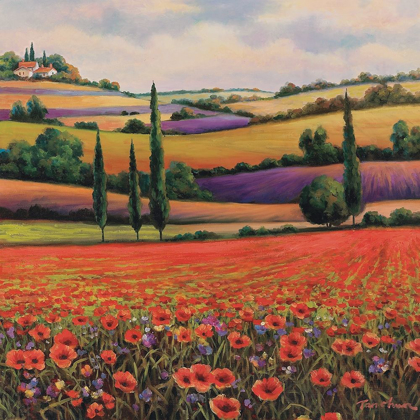 Picture of FIELDS OF POPPIES I