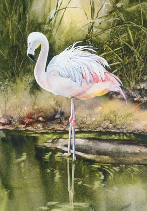 Picture of FLAMINGO