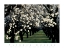 Picture of APPLE BLOSSOM TIME