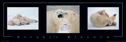 Picture of POLAR BEARS TRYP