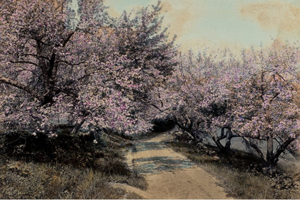 Picture of APPLE BLOSSOMS I