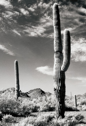 Picture of CACTUS