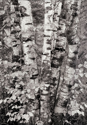 Picture of BIRCH TREES