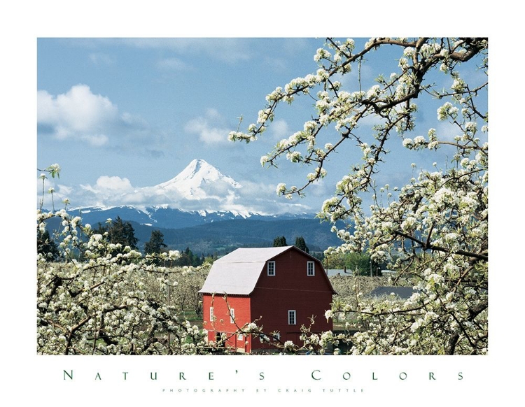 Picture of RED BARN AND APPLE BLOSSOMS