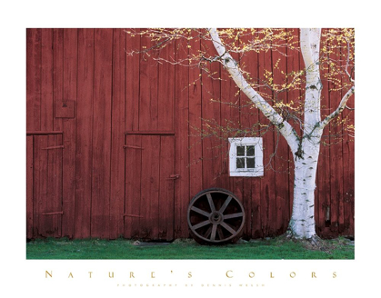 Picture of RED BARN AND ASPEN TREE