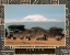 Picture of VISION - ELEPHANT HERD