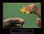Picture of LOVE - PICKING PETALS