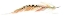 Picture of TAIL FEATHER IV