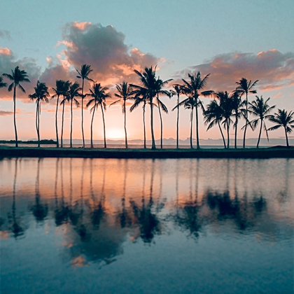 Picture of BIG ISLAND PALMS