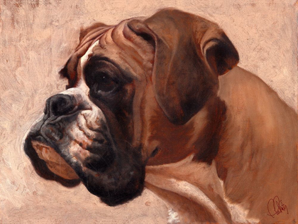 Picture of BOXER
