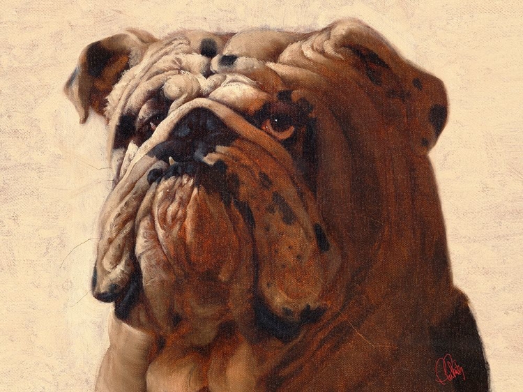 Picture of BULLDOG